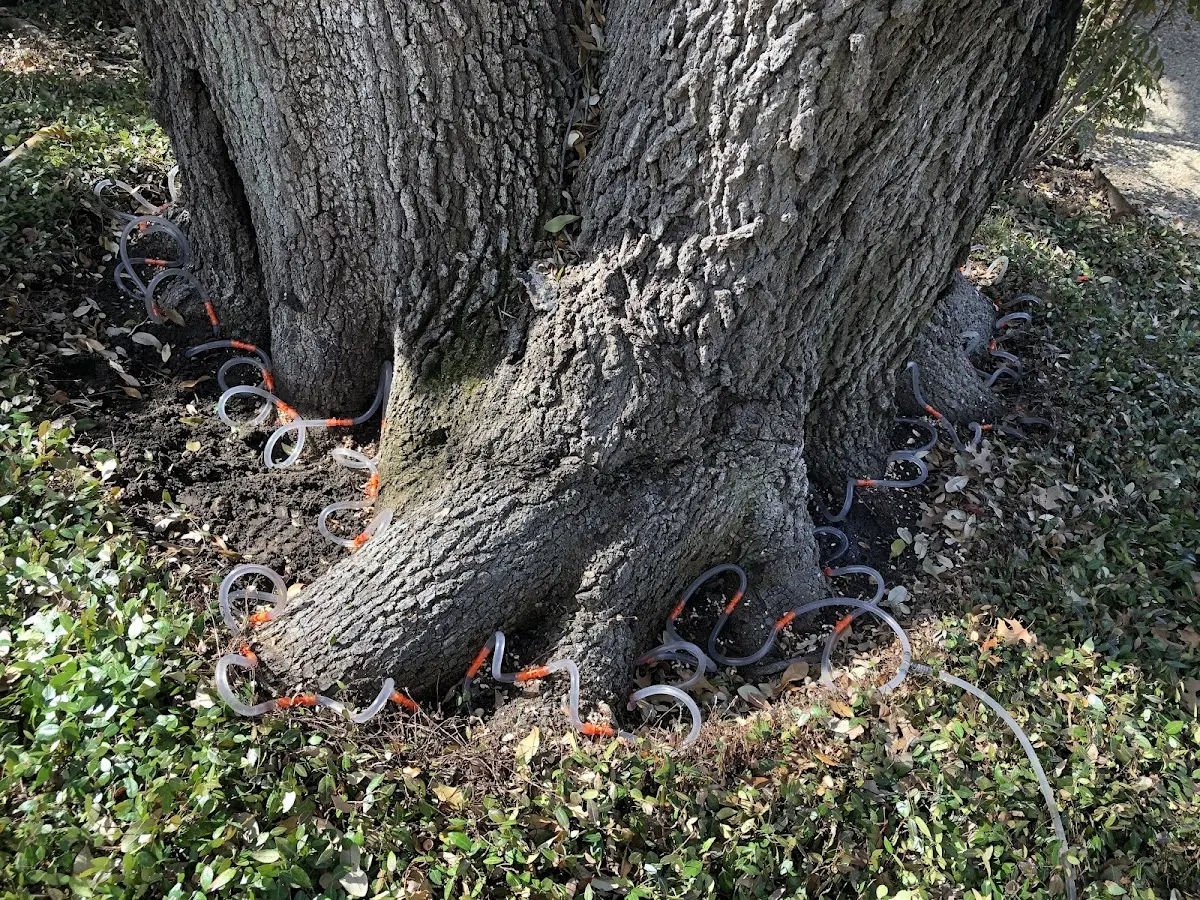 Detailed Tree Cabling and Bracing job site in Heron