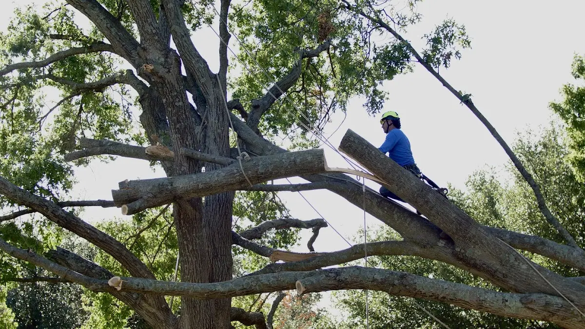 Professional Hazardous Tree Removal performed by certified arborists in Heron